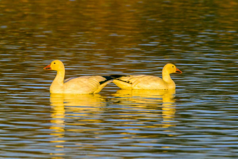 New Mexico, Bosque Del Apache NWR snow geese